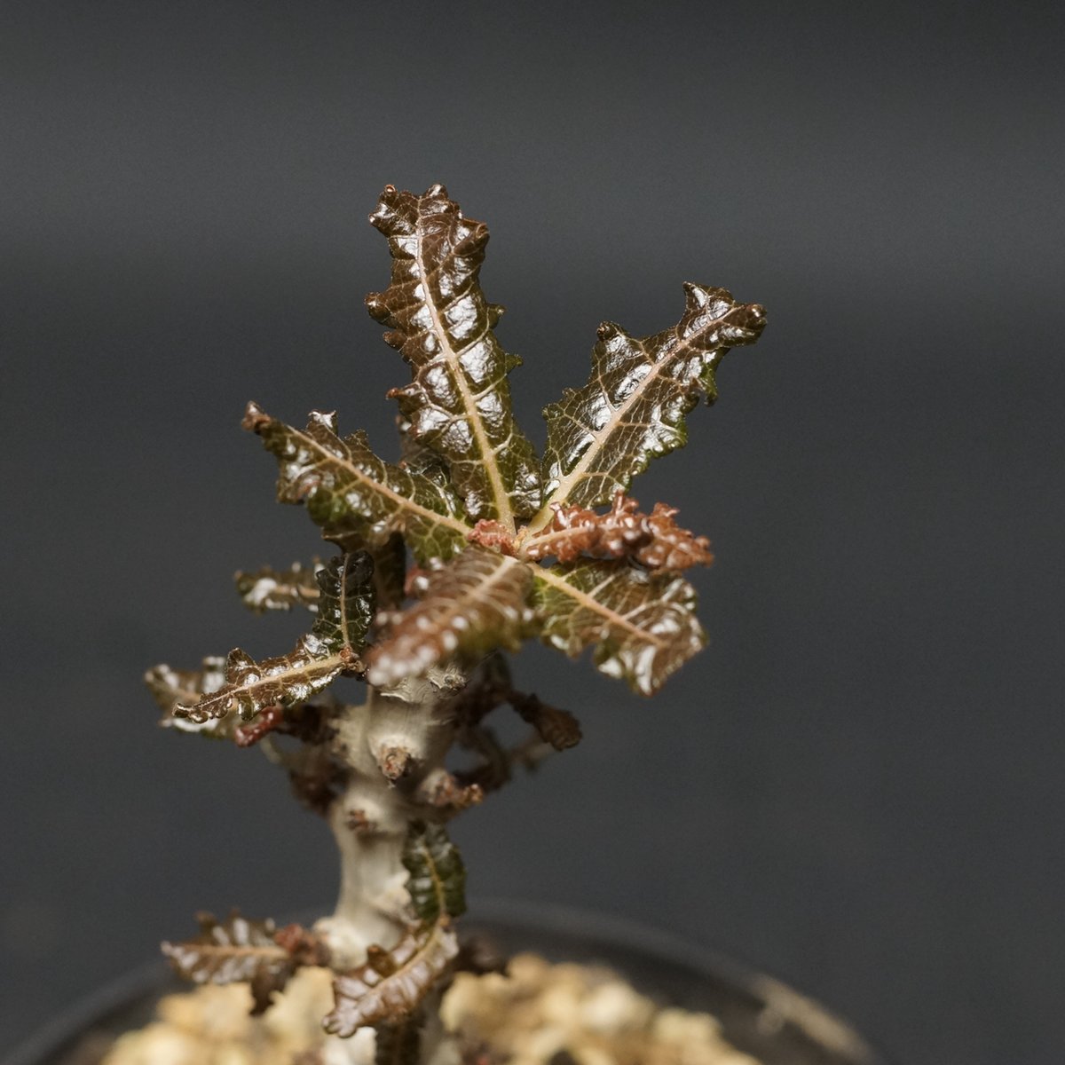 ボスウェリア　ポポビアナ Boswellia nana