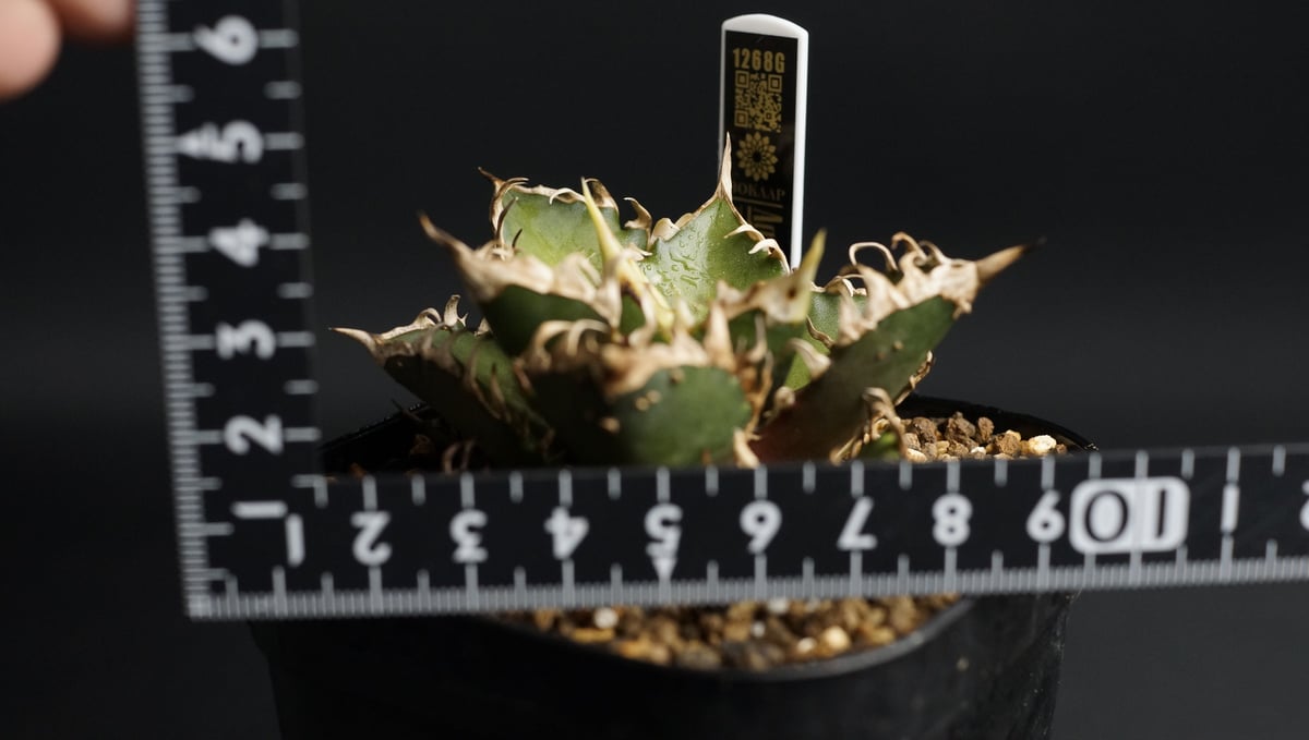 Agave titanota 'Red Catweezle' を子株から育ててみる – ゆるぷ