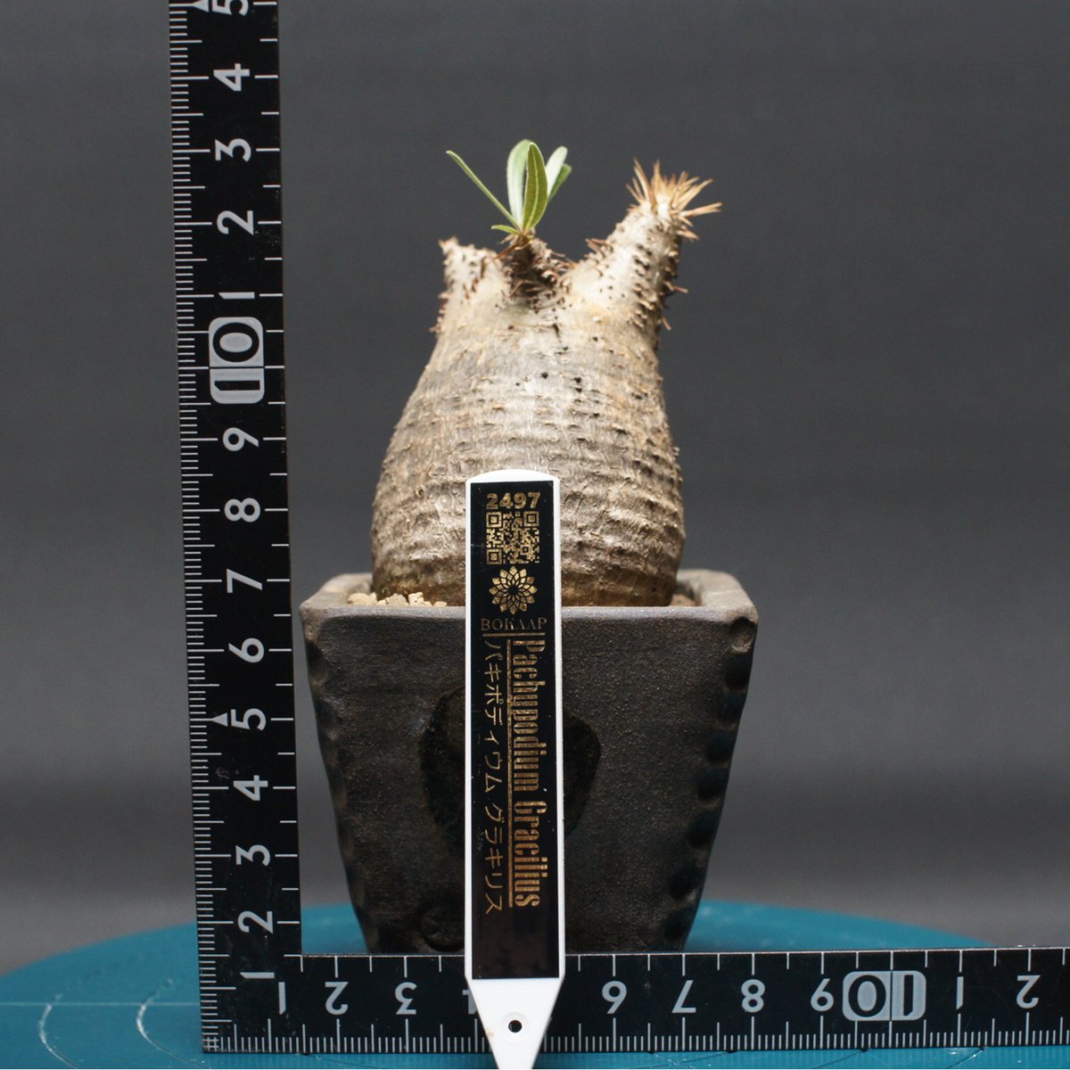 パキポディウム グラキリス 