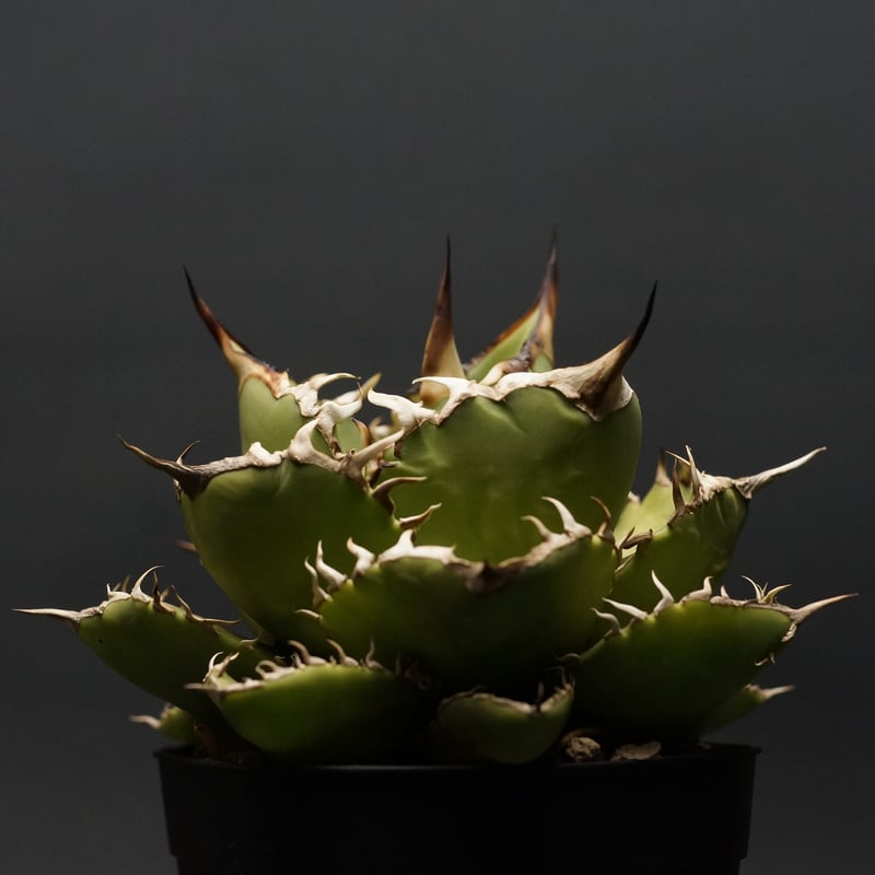 Agave titanota