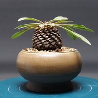 Euphorbia subapoda