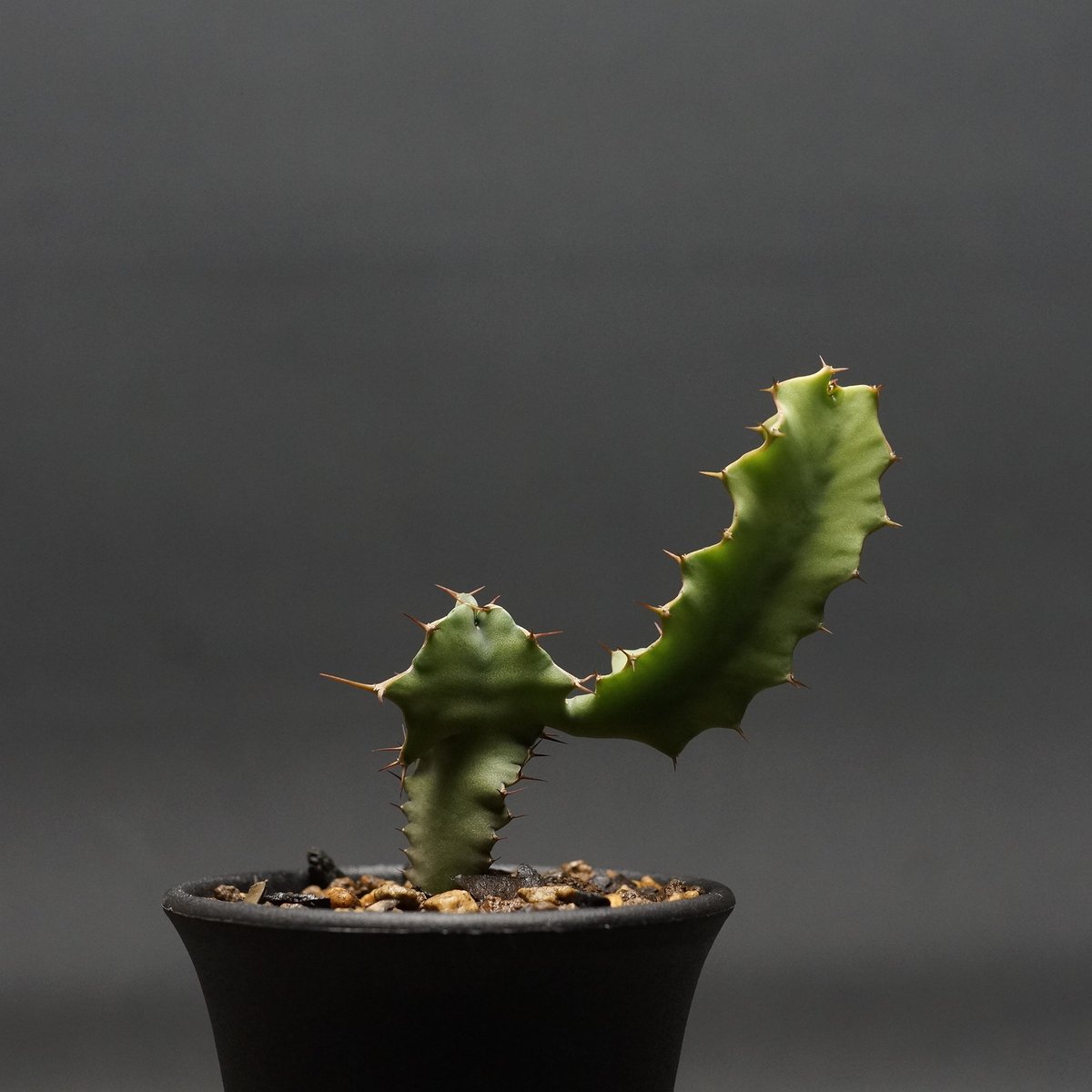 Euphorbia graniticola