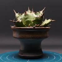 オペルクリカリア　ヒルスティッシマ　現品 Operculicarya hirsutissima