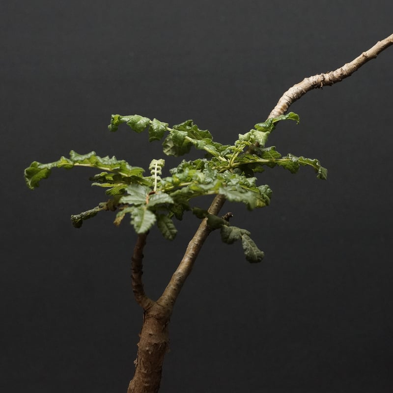 Boswellia sacra