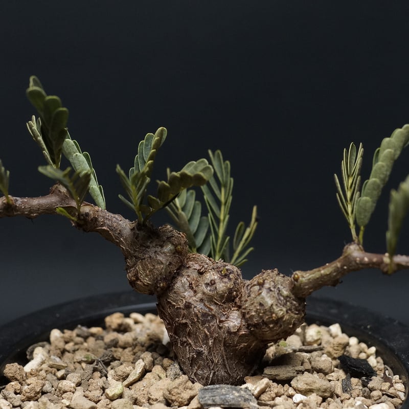 Senna meridionalis