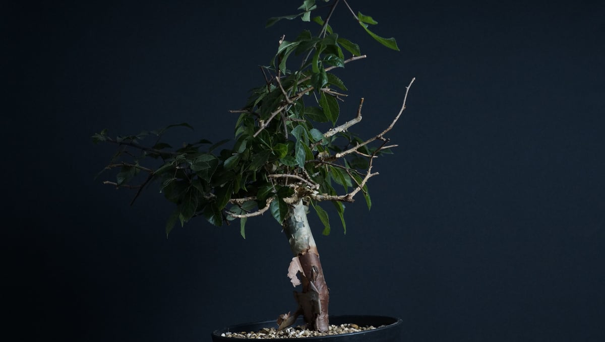 コミフォラ エミニー　Commiphora eminii 極上樹形　鉢30cm コミフォラ エミニー Commiphora eminii 極上樹形 鉢30cm
