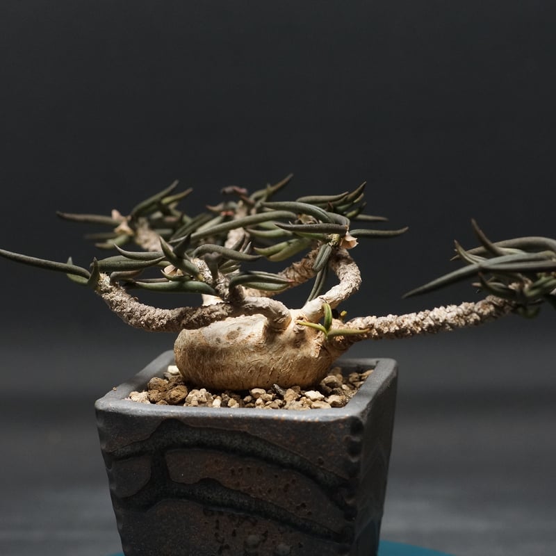 Euphorbia cylindrifolia