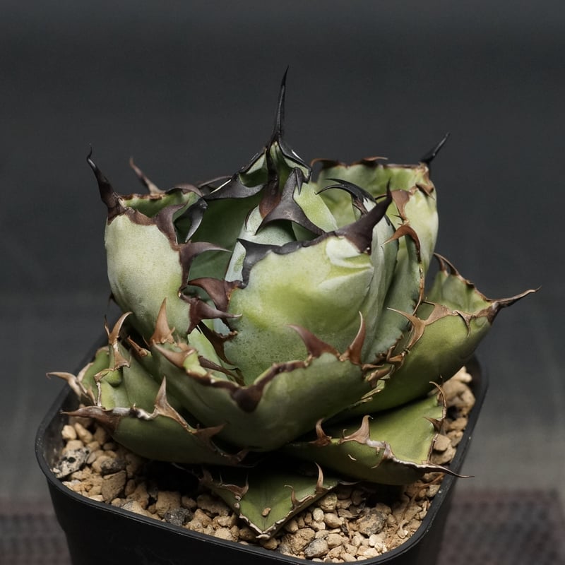 agave titanota