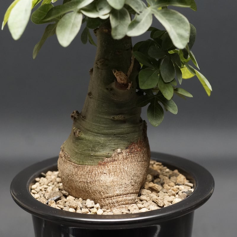 アデニア　フルチコーサ Adenia fruticosa