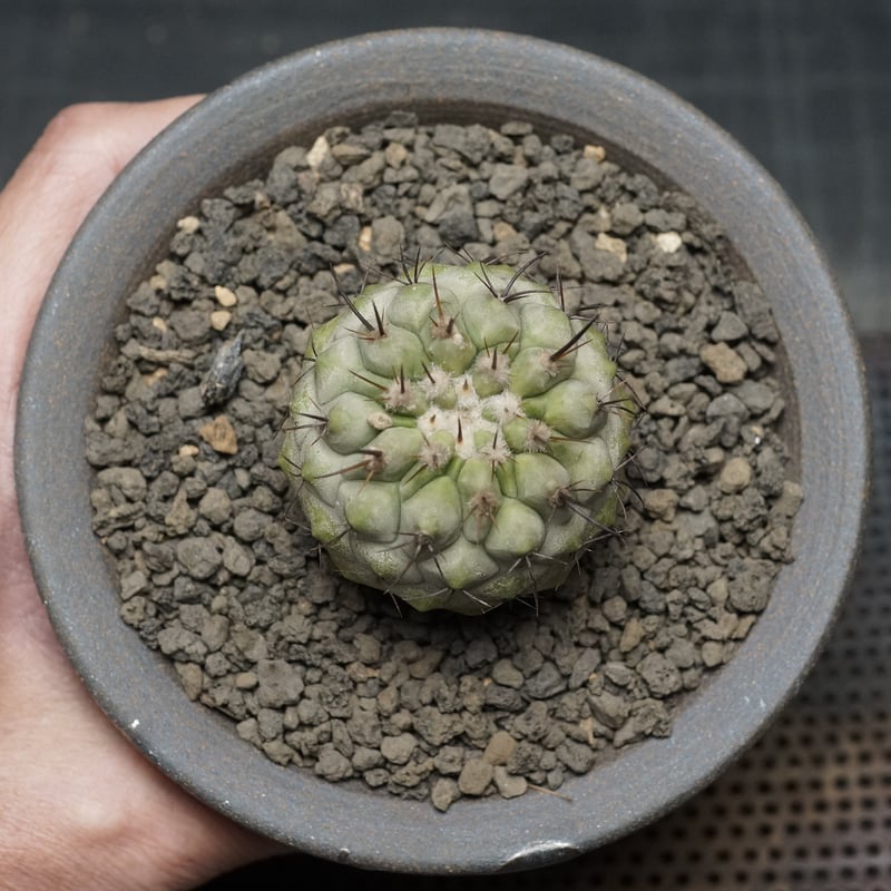 Copiapoa cinerea Copiapoa cinerea