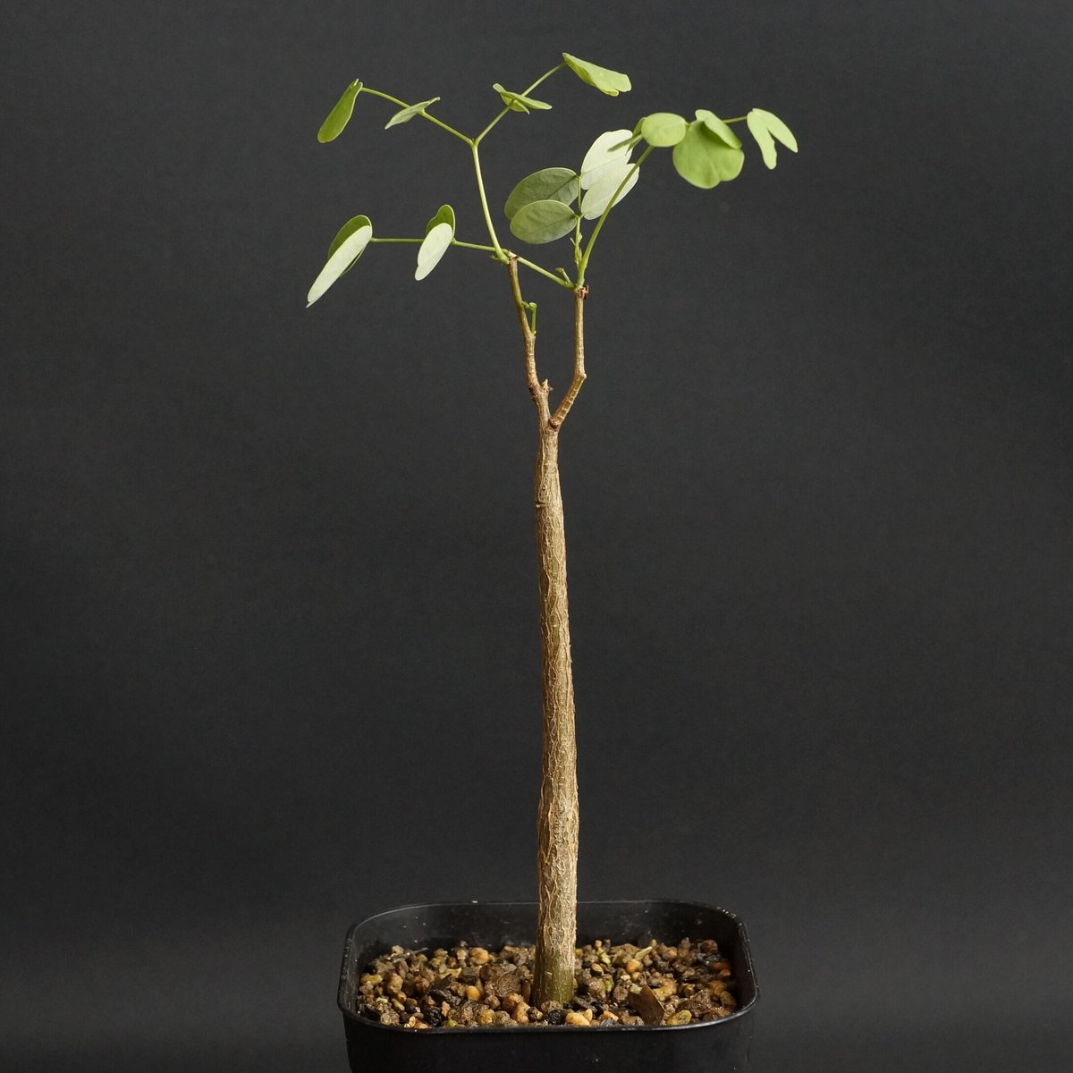 Delonix pumila