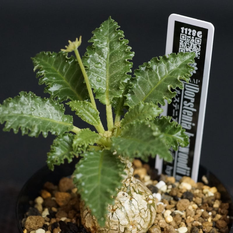 Dorstenia horwoodii hyb