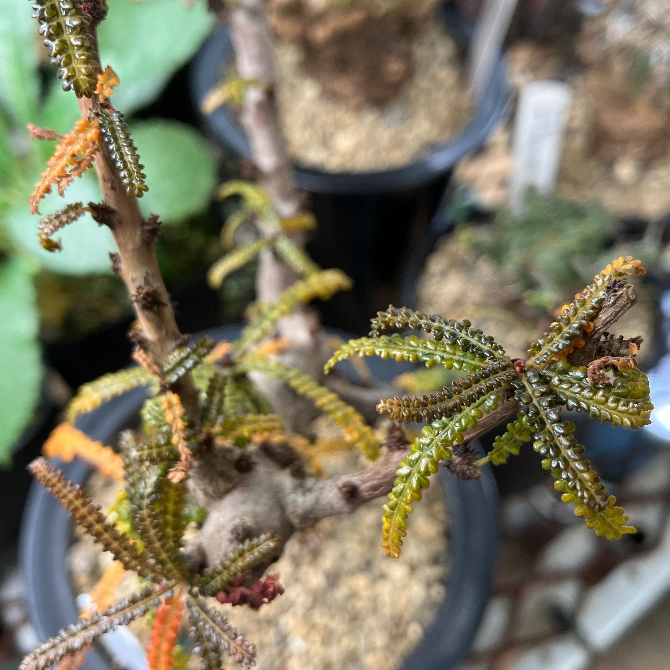Boswellia socotrana