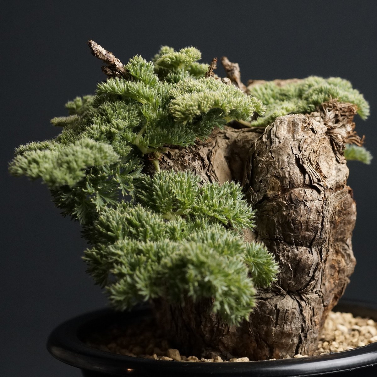 pelargonium triste