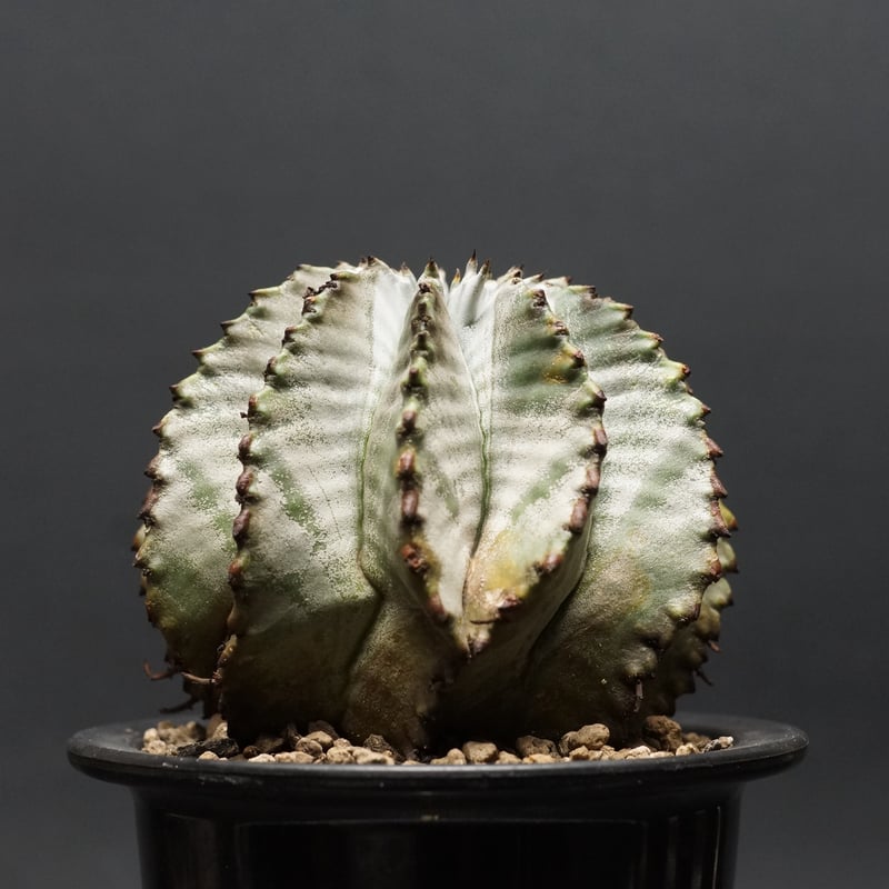 Euphorbia horrida alba