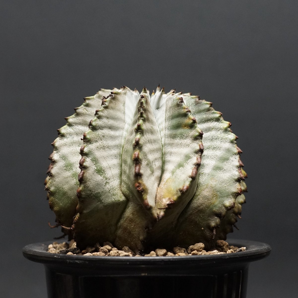 Euphorbia horrida alba Euphorbia horrida alba