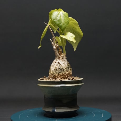 マテレアシクロフィラ マテレアシクロフィラ 亀甲竜 (Matelea cyclophylla) – GreenYa