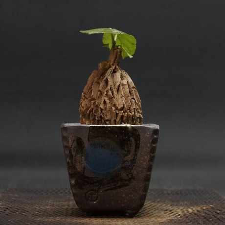 マテレアシクロフィラ | STORES