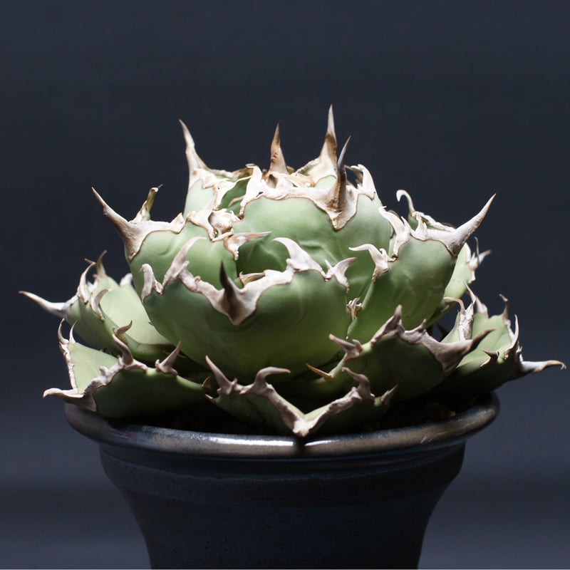 アガベ　チタノタ　コンパクタ　大株 アガベ チタノタ（EU）コンパクタ 024 – linkplants -リンクプランツ-