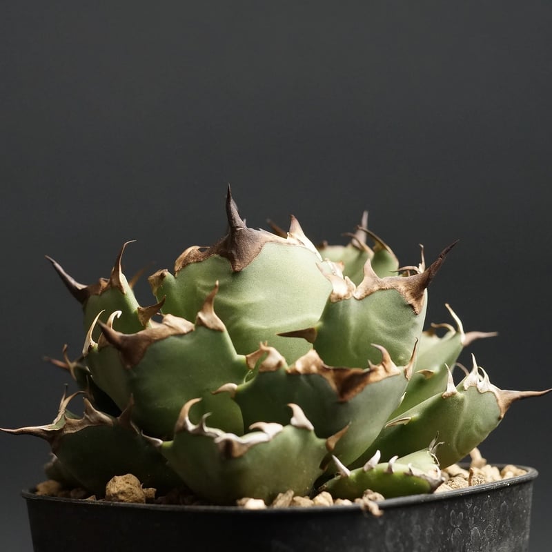 agave titanota