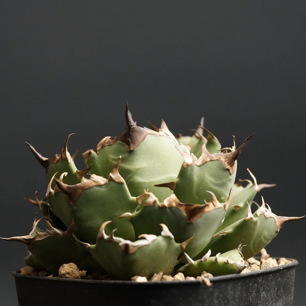 agave titanota