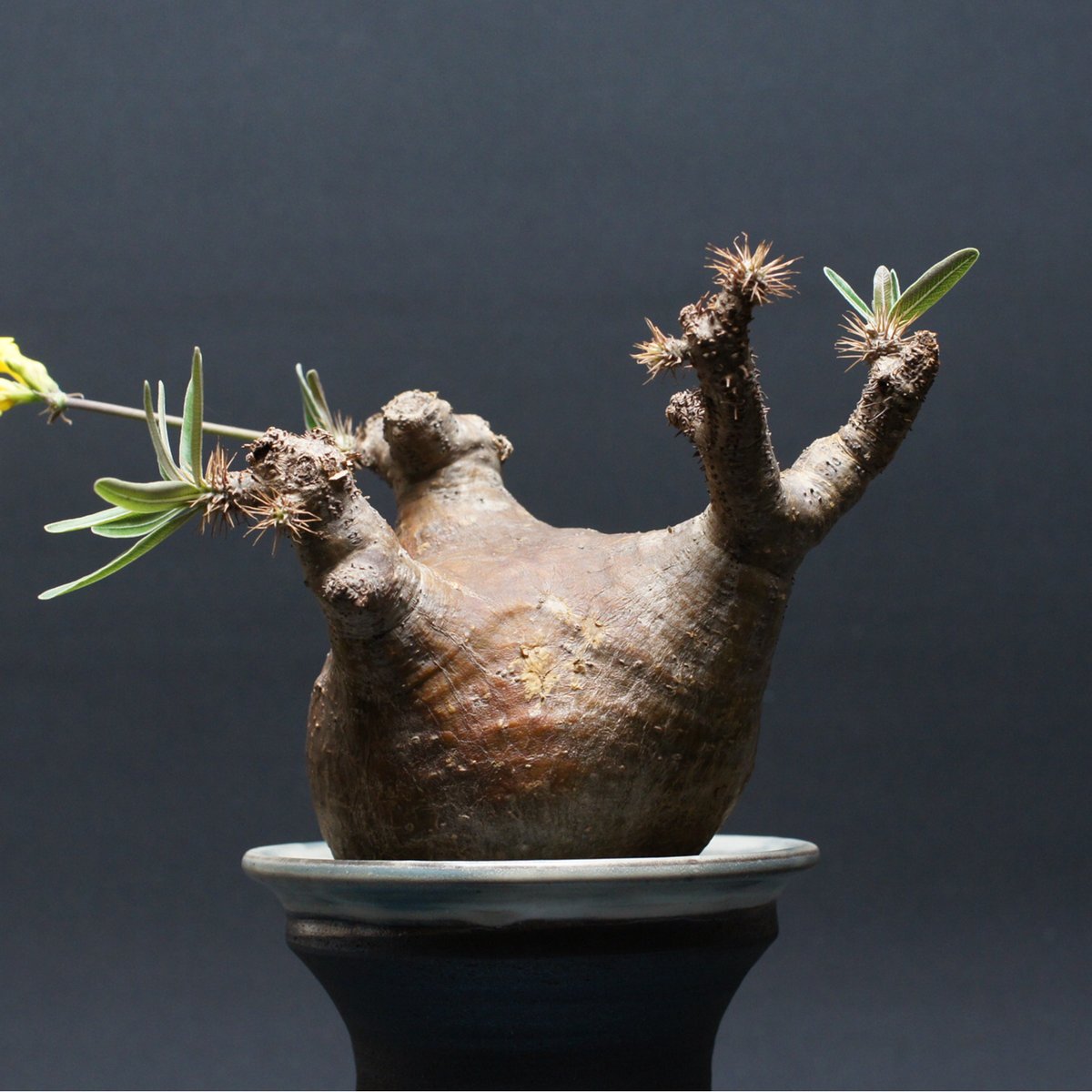 パキポディウム グラキリス 