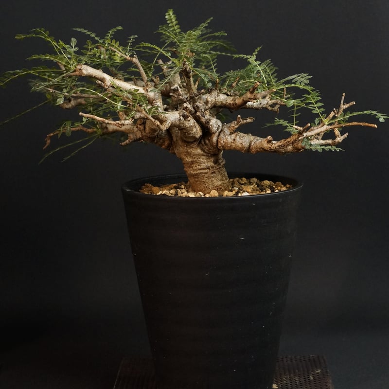 Boswellia neglecta Boswellia neglecta