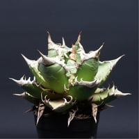 アガベ チタノタ【レッドキャットウィーズル】 "agave titanota" 管理2651
