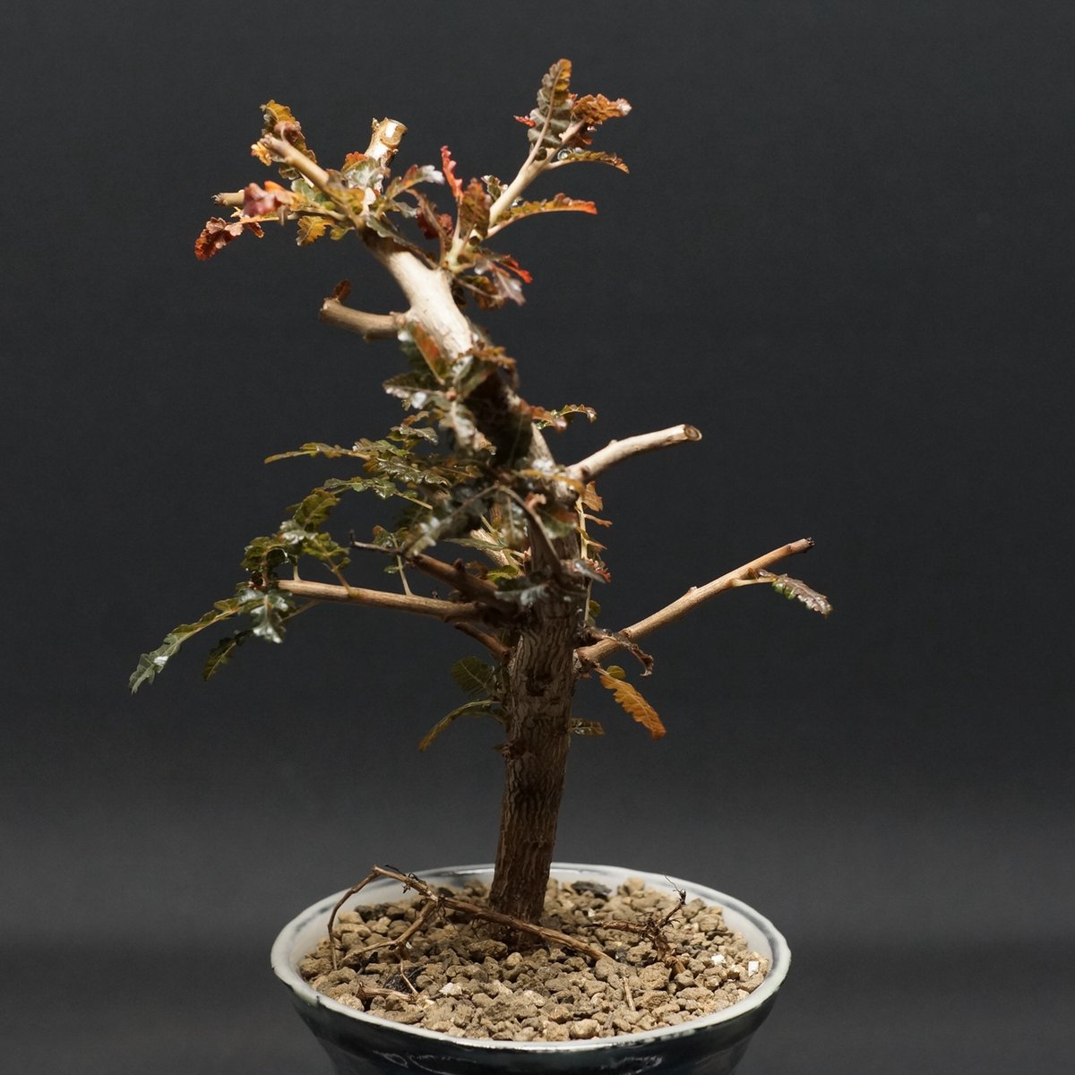 Boswellia nana hybrid