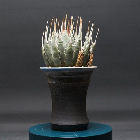 アガベユタエンシスエボリスピナ | STORES