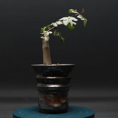 ブルセラファガロイデス ブルセラ ファガロイデス | hanayoshi-botanical