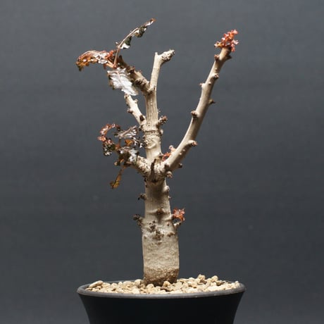 希少 実生 選抜株 ボスウェリア ナナ 塊根 灌木 コーデックス 枝振充実 年内最後の売り切りセール！美株 希少 実生 選抜株 ボスウェリア ナナ