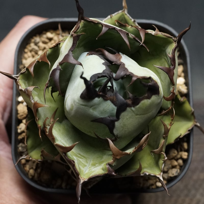 agave titanota