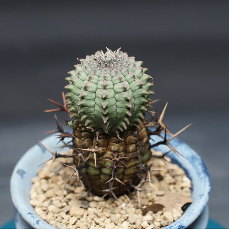 ユーフォルビア ステリスピナ【群星冠】 