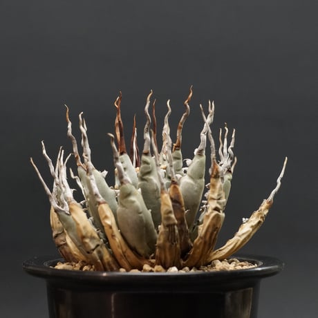 "Agave utahensis var. eborispina" アガベ ユタエンシスエボリスピナ 管理2024