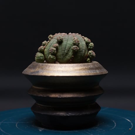 ④同包　ユーフォルビア ルディス 本日の多肉植物58(2024年8月6日) : ユーフォルビア・オベサ