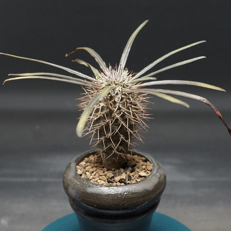 Pachypodium geayi