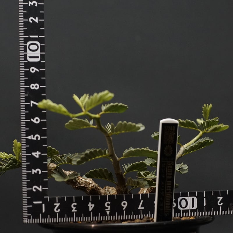Senna meridionalis