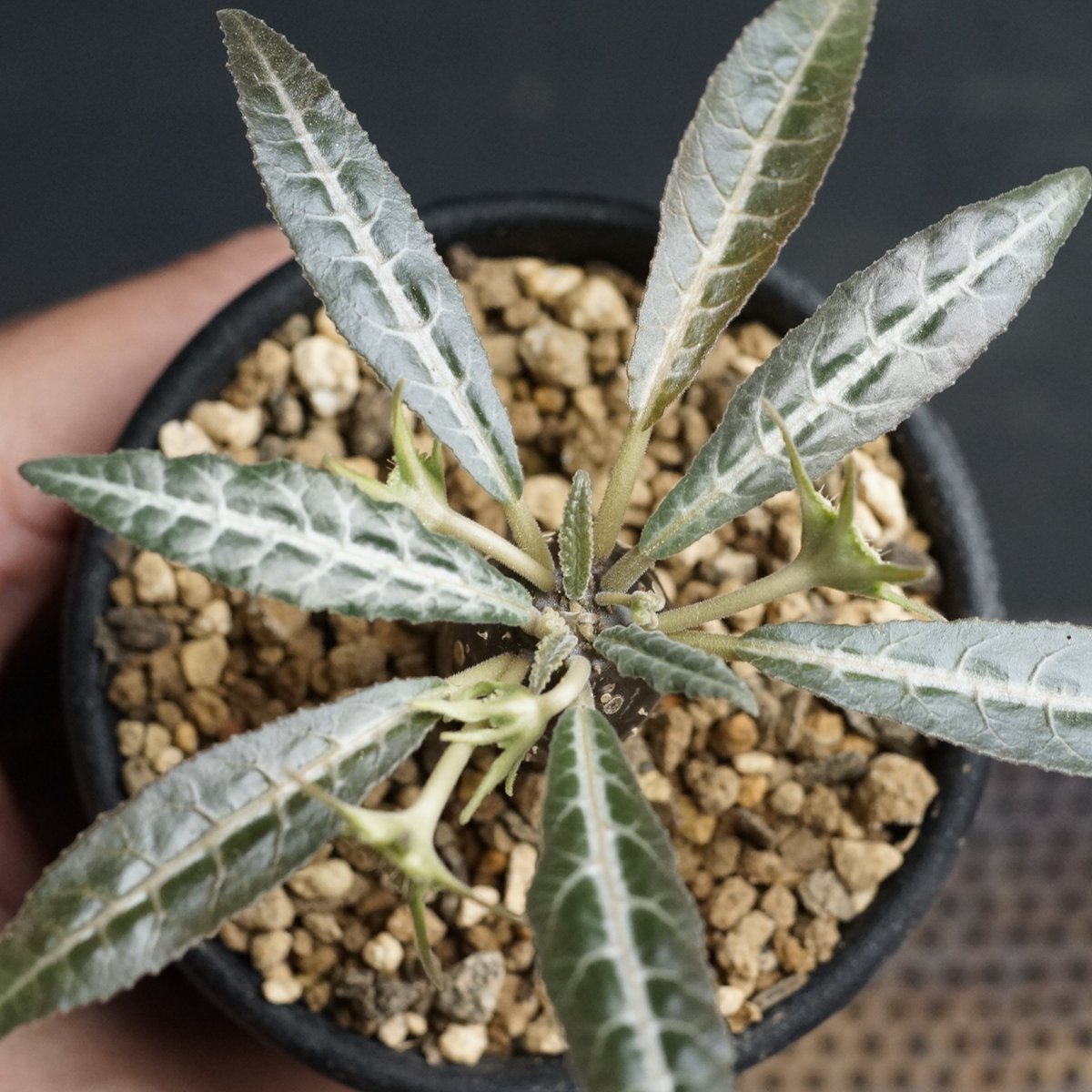 Dorstenia lancifolia