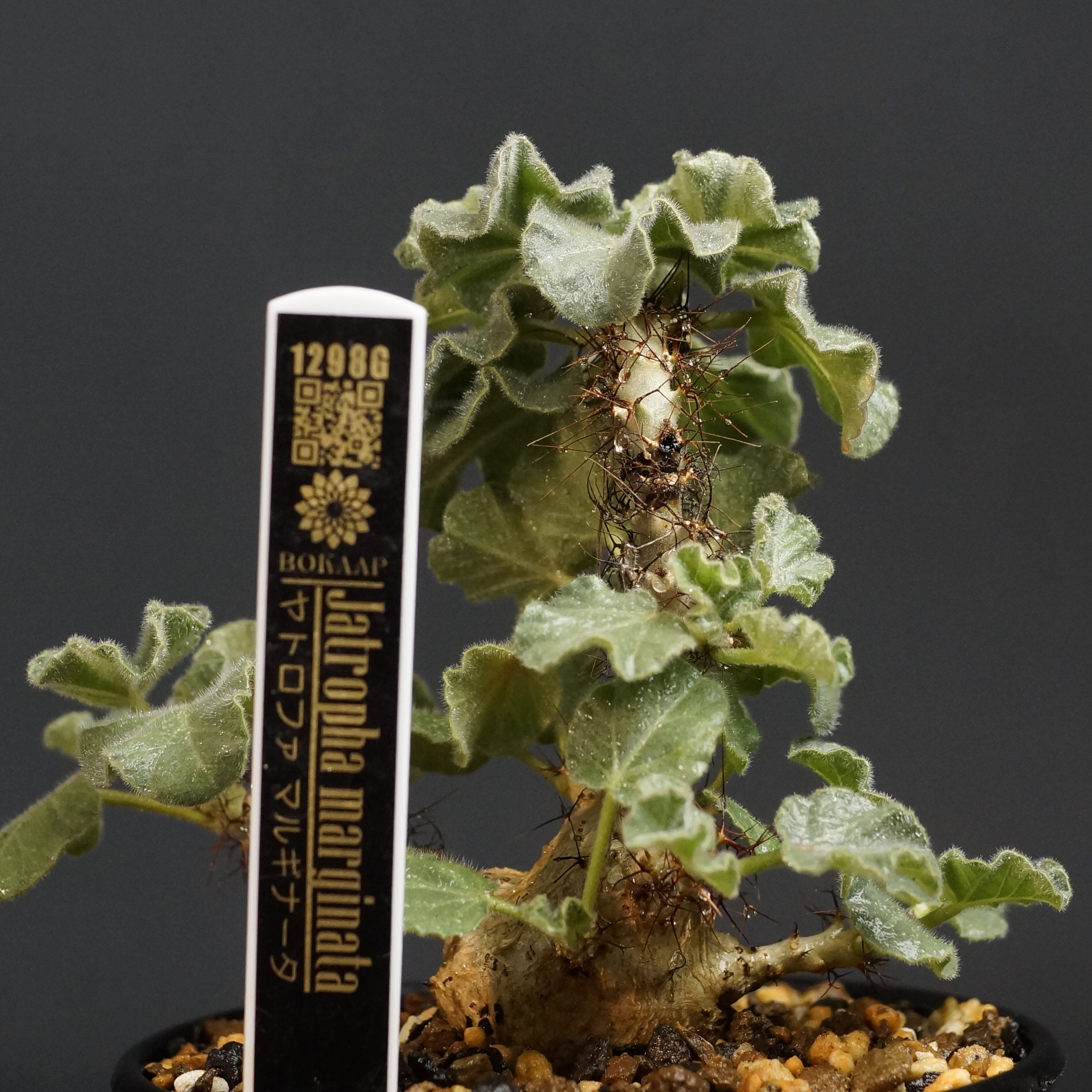 Jatropha marginata