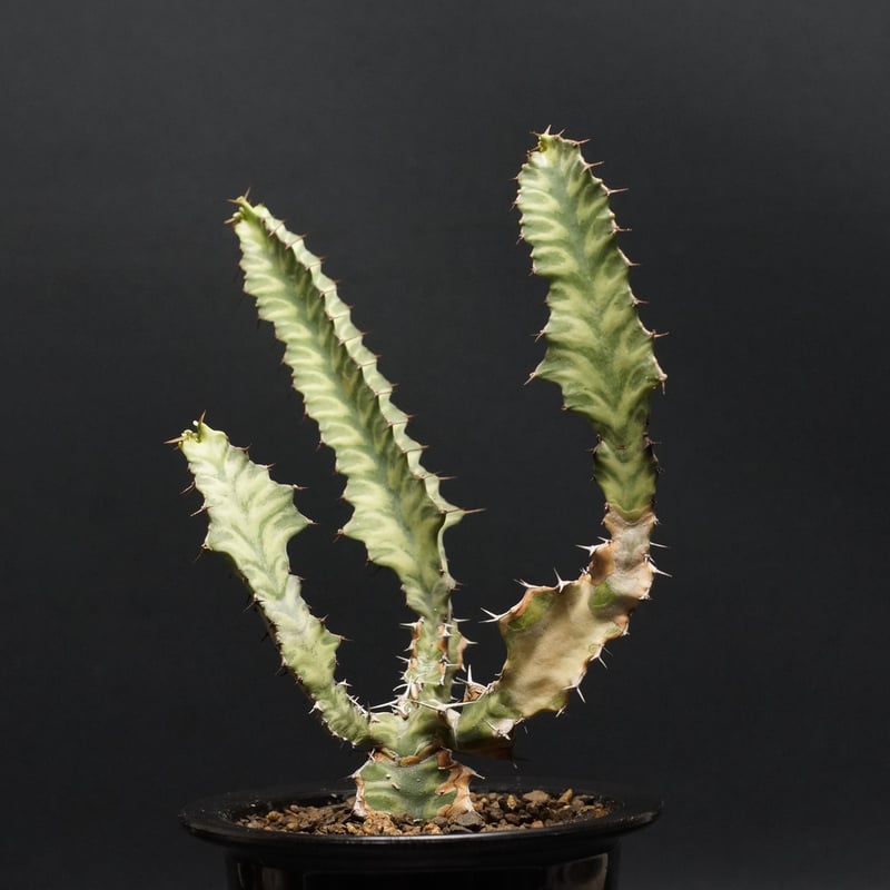 Euphorbia pseudocactus Euphorbia pseudocactus