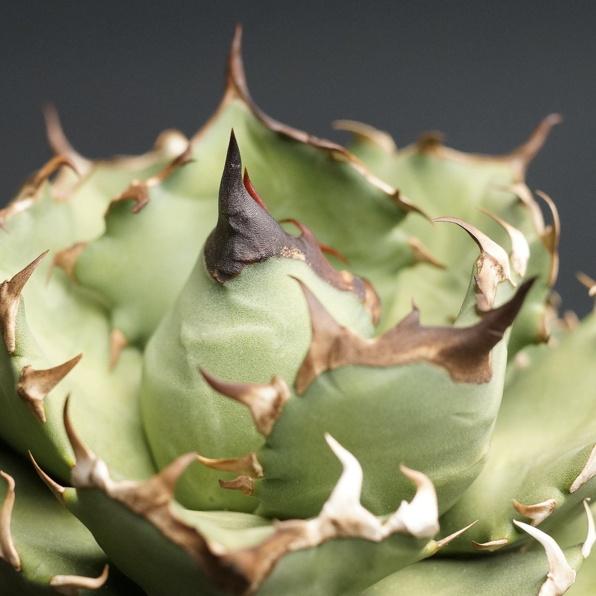 agave titanota