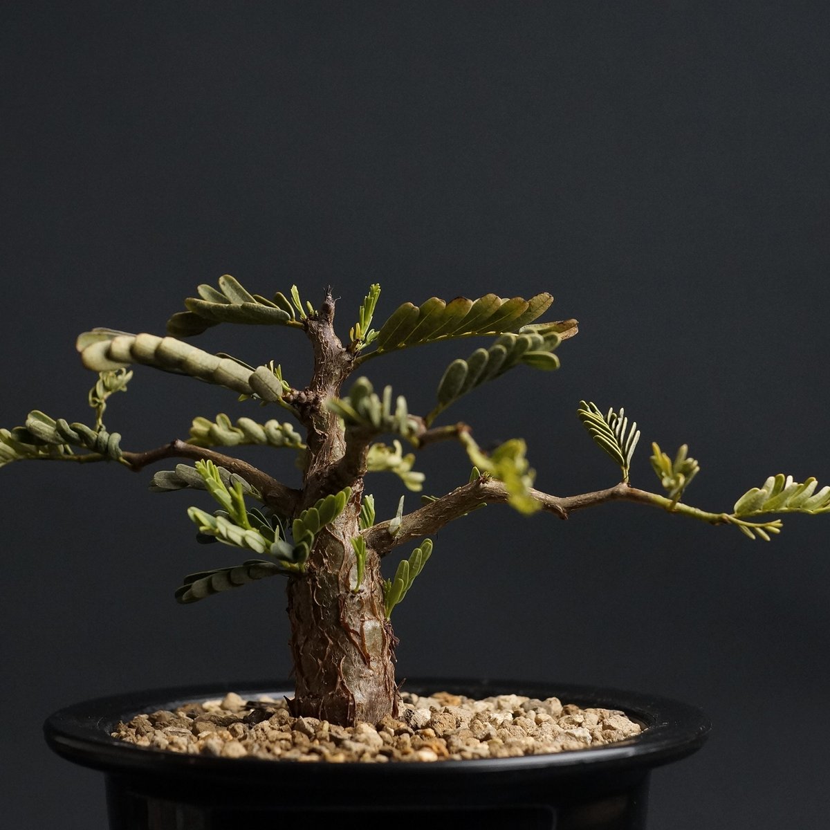 Senna meridionalis