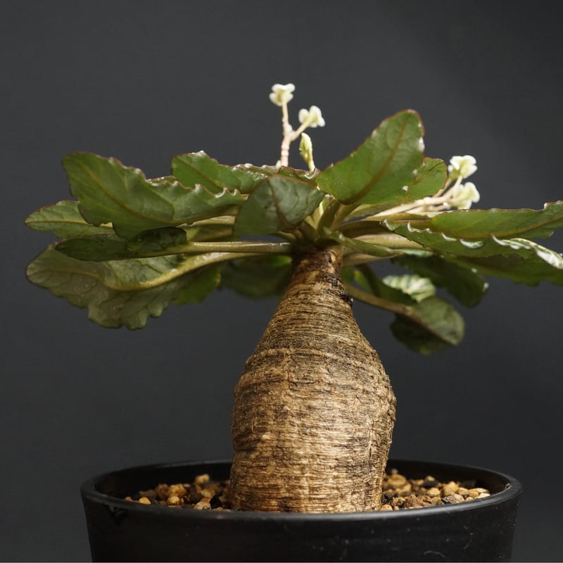 Euphorbia fish bone