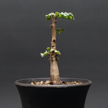 ボスウェリア サクラ "Boswellia sacra" 管理2445