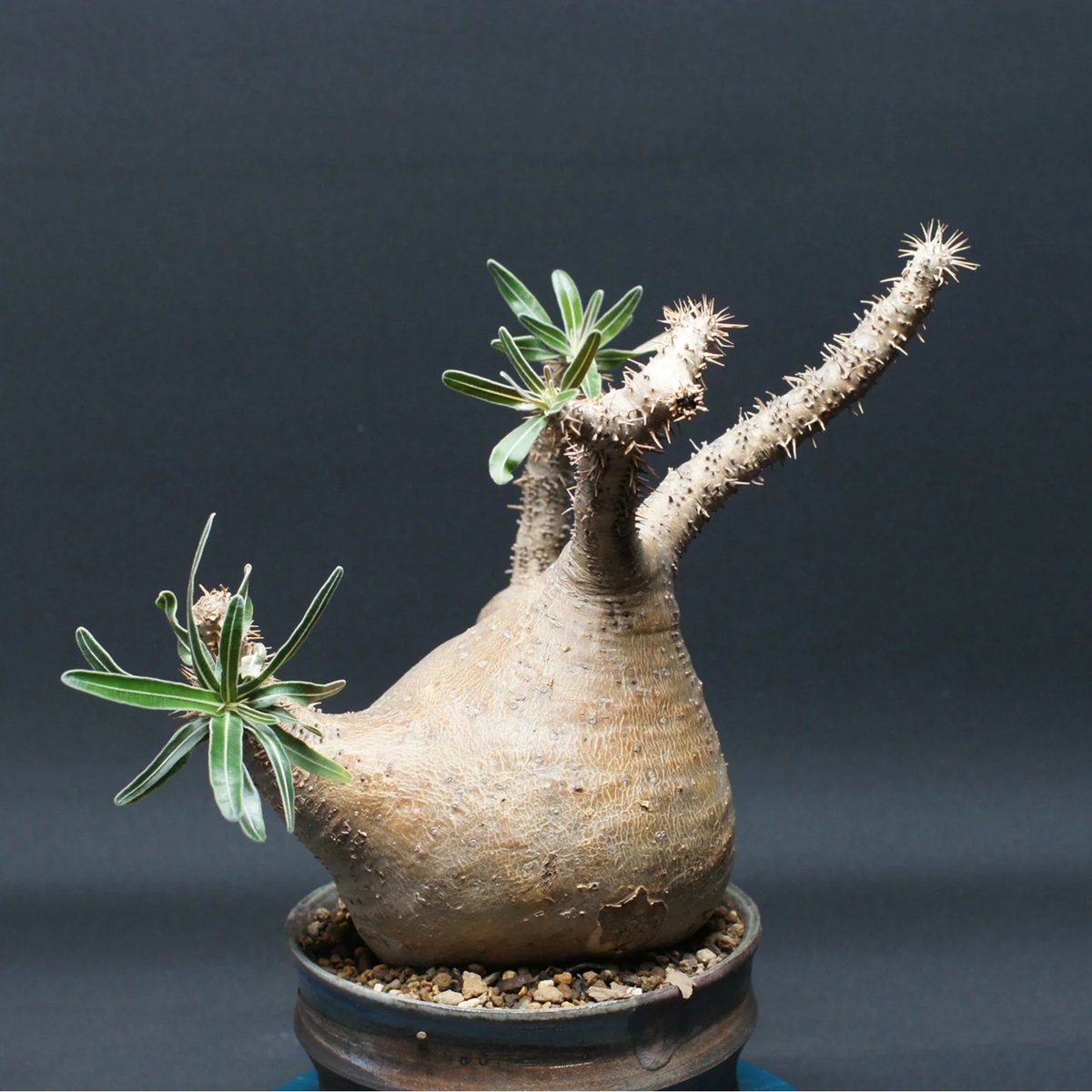 パキポディウム グラキリス Pachypodium gracilius ① パキポディウム グラキリス 