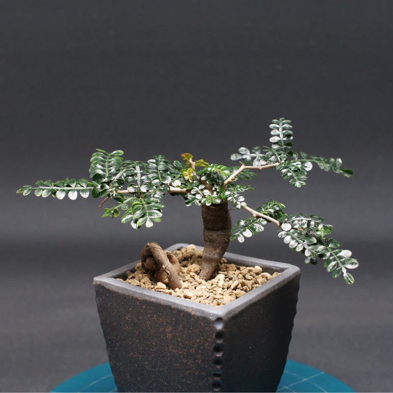 オペルクリカリア パキプス 