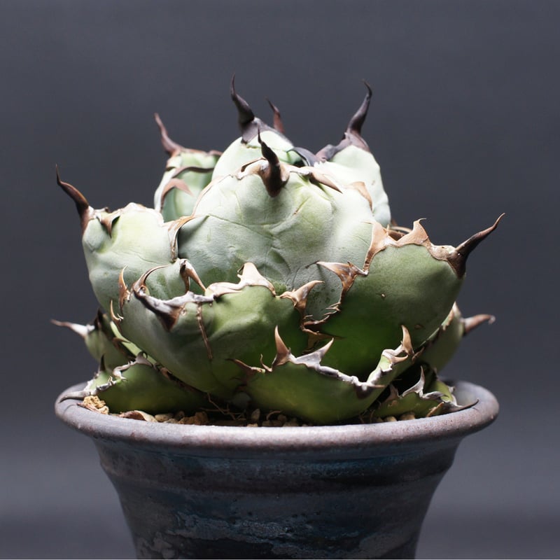 アガベ チタノタ【ブラック＆ブルー】 