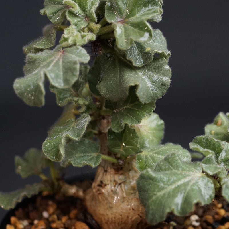 Jatropha marginata