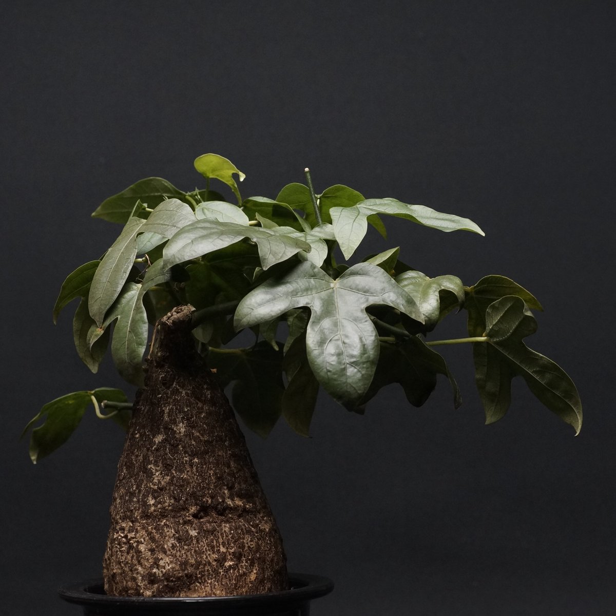 【20%オフ　7/17】アデニア　ヴィリディフローラ　塊根植物　多肉植物　観葉植物　観葉植物　塊根植物　多肉植物　ビザールプランツ　レアプランツ　ガーデニング　植物　グリーン　趣味　盆栽　葉　花　庭　草 20%オフ 7/17】アデニア ヴィリディフローラ 塊根植物 多肉植物 観葉